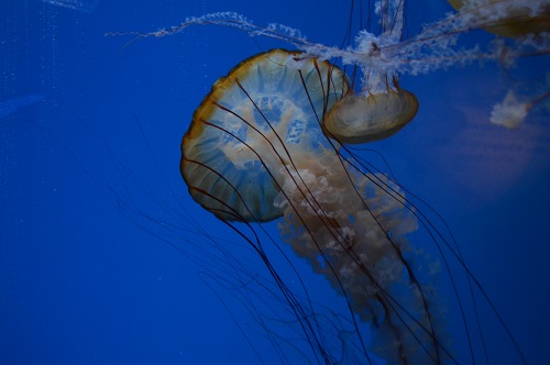 Les méduses au Shedd Aquarium